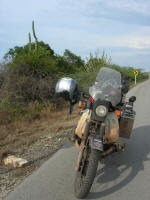 Colombian shrubbery